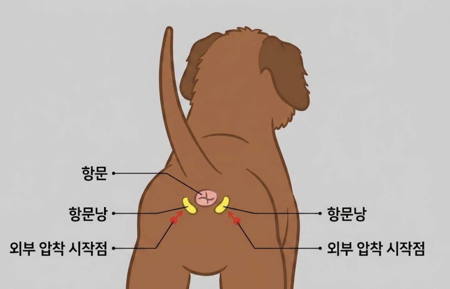 강아지 항문낭 위치 도식 - 항문 양옆 4시·8시 방향의 분비샘